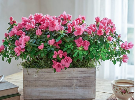 todayplants com